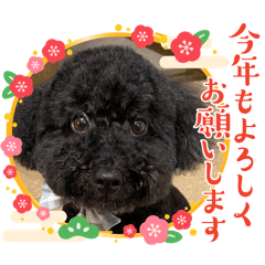 ベースとお正月