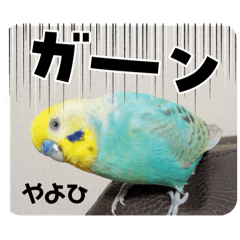 coco_20241209213852