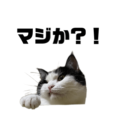 mimi_20241209232259