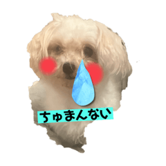 Moo_20241209220026