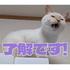 Male cat Kinako's daily life selection2