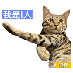 豆皮常用語
