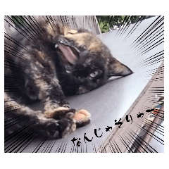 miiofmorike