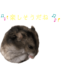 hamster Koko 2