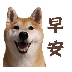 柴犬樂樂日常生活