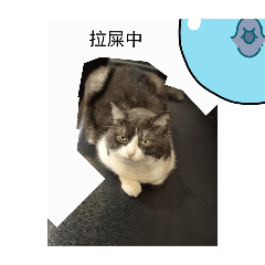 喵喵篇