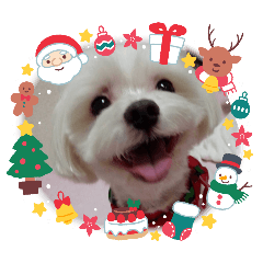 Kimagure maltese Taiga