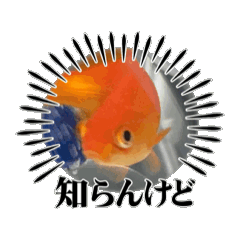 goldfish loveone