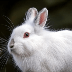 Daily Life of the Snow Hare