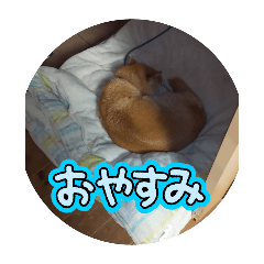 shiba_20241210205627