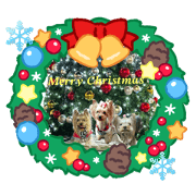 Yorkie Iove_20241211013256