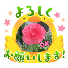 chiko_20241211113843