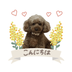 COCO_20241211130439