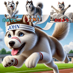 John the Husky's Daily Adventures