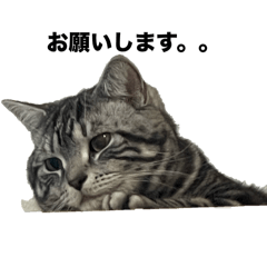 GLAY neko