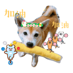 我家貴婦球球2