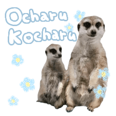 Ocharu&Kocharu@uchinoko.deart