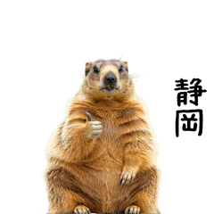 Marmot in Shizuoka Dialect