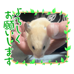 mimi_20241211173014