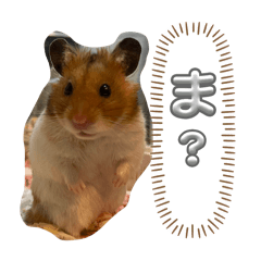 my hamster_20241211174733