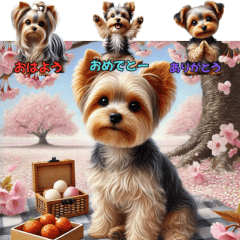 Cheese the Yorkshire Terrier: Daily Joys