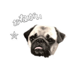 pug rubi