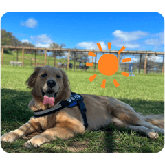 Ao-kun*Golden Retriever