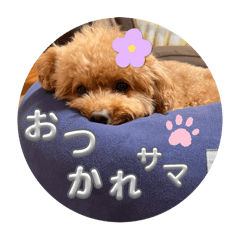 chakochan_20241211212054