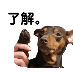 mai_20241211213344