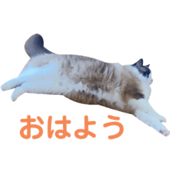 YM_20241211235425