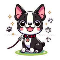 Boston terrier  Azuki