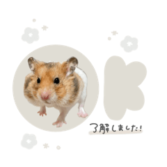 nonnoon_20241212114615