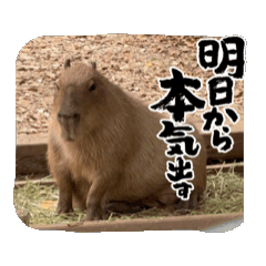tarako_20241213031516