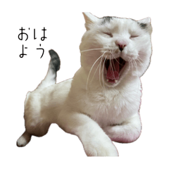 Hachi_cats