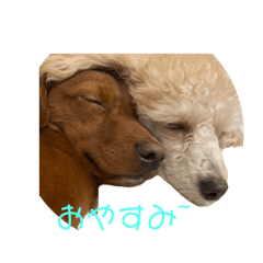 ai_20241212211212