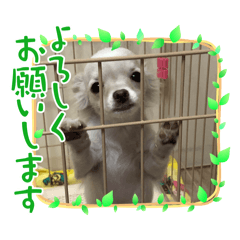 Coco_20241212230100
