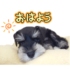 pipi_20241212164647