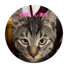 test_20241212215516