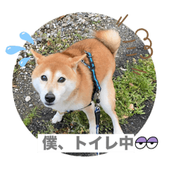 Mai_20241212223729