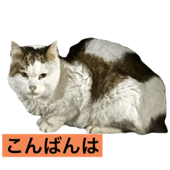 rena_20241213073829