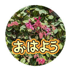 chiko_20241213112905