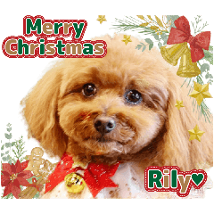 toy poodle Rily