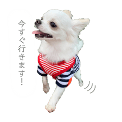 chin_20241212223417
