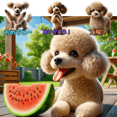 Pino the Toy Poodle's Daily Fun!