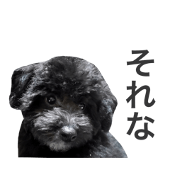 kii_20241213155327