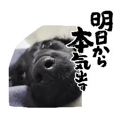 and Pino_20241213174422