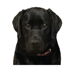 Olivia_20241213181707