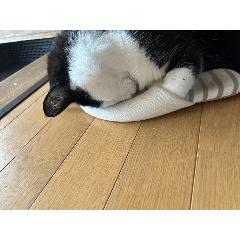 yoshi_20241213200922