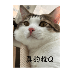 注意！咪咪橘寶出沒♡
