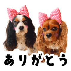 Cavalier King Charles Spaniel Berry&Perl